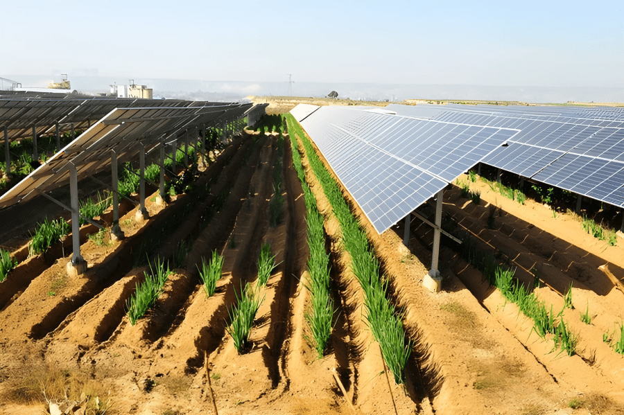 Fotovoltaico su terreno agricolo: agrivoltaico